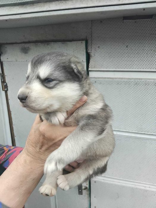 Продам  щенков аляскинского маламута.