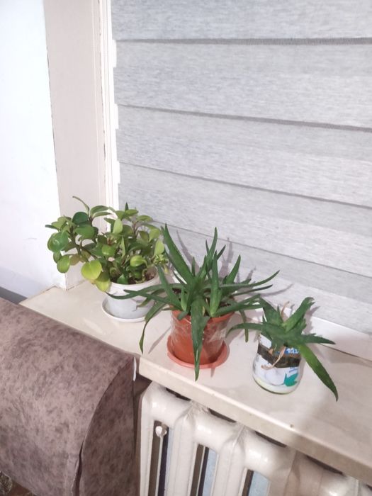 Продам комнатные цветы