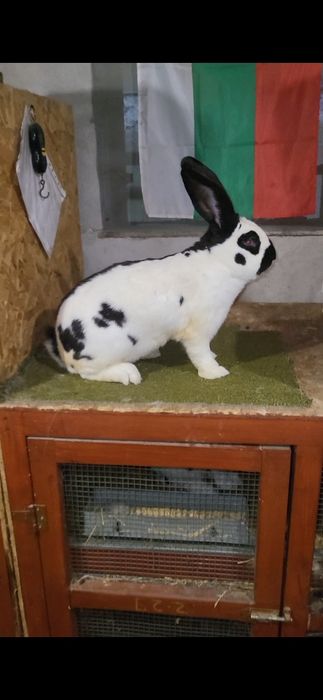 Немски пъстър великан