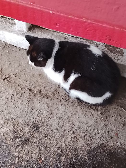 Чей котейка? Кто потерял?