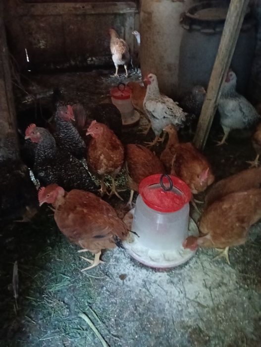 Păsări  cocosi   3.0 kg
