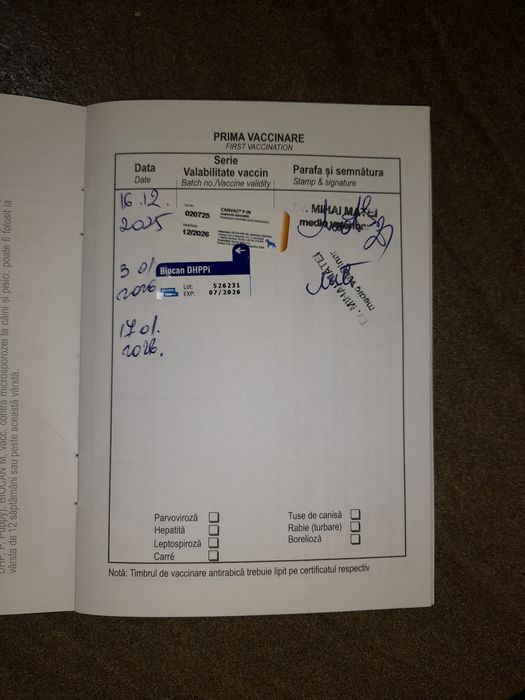 Boxer german gold  3 luni