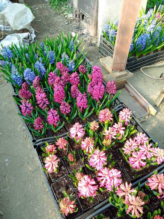 Продавам зюмбюл в саксия