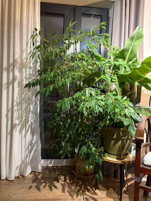 Vând flori în ghiveci