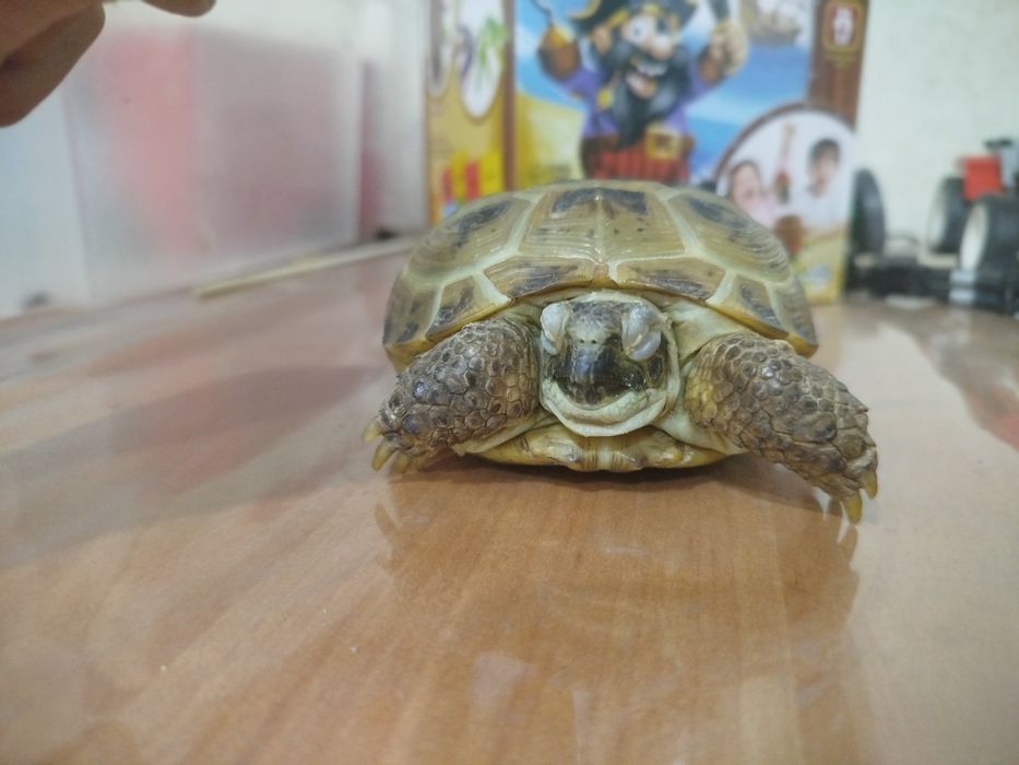 Сухопутная черепаха