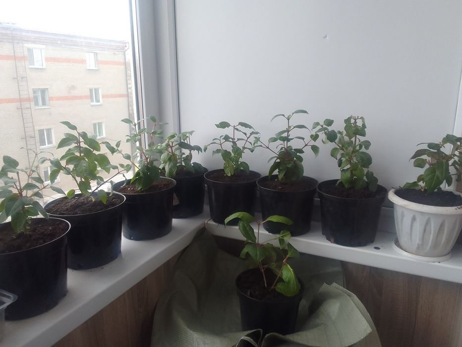 Продам цветы фуксии