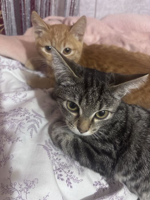 отдам котят в добрые руки