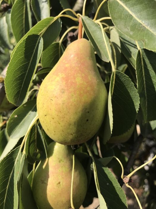 Tucur par , pomi altoiti anul 2 vigurosi