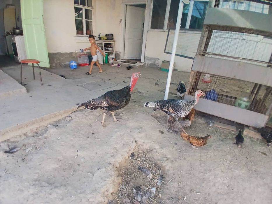 Kurka Induk soyishka tayor bokilgan