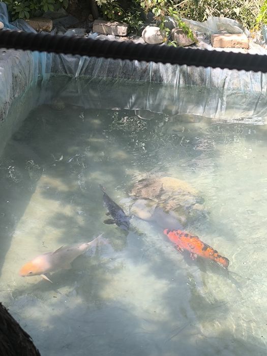 Koya baliq sotiladi