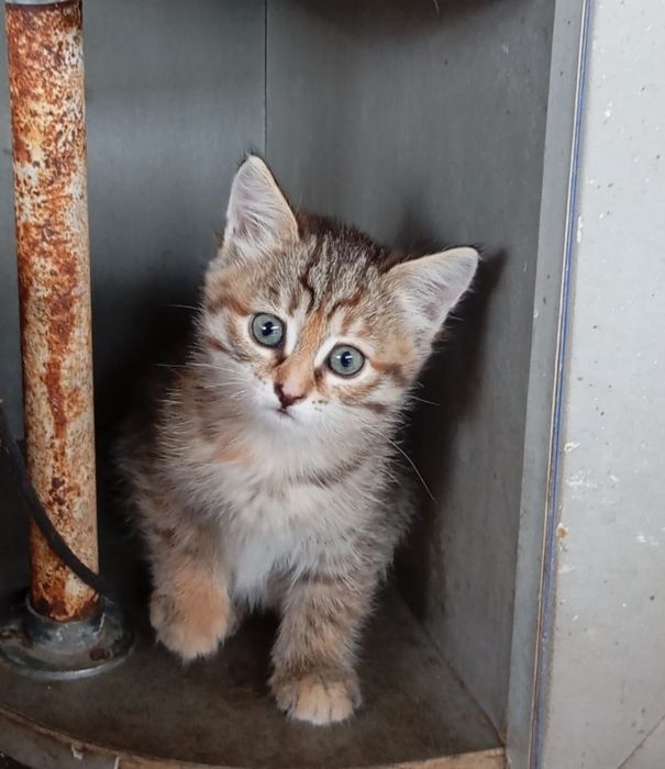 Отдам котят в добрые руки.