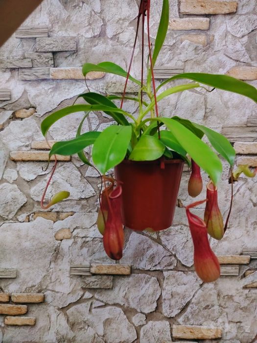 Мухоловка Nepenthes
