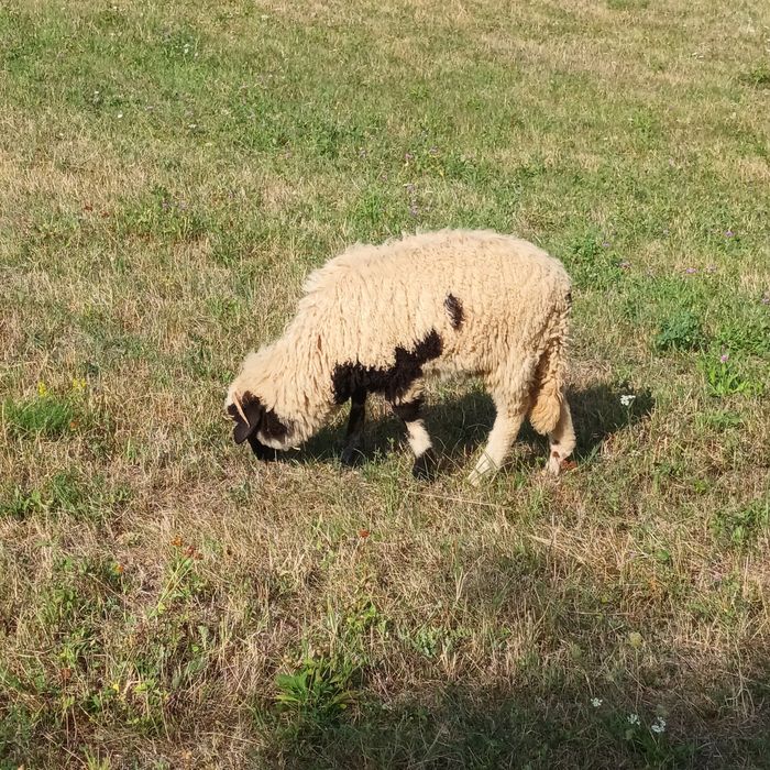 Vand 3 miei si o oaie.