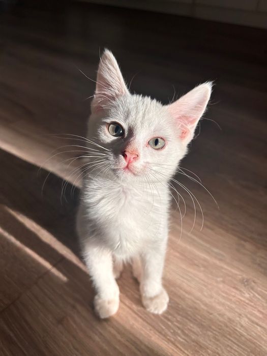 Котенок девочка белая с синими глазами