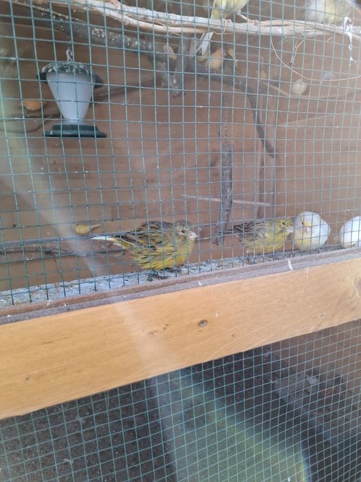 Canari de cântec