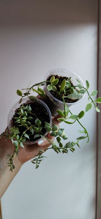 Продам хойи разных сортов