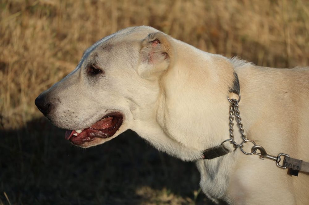 Девочка Алабая подрощенная