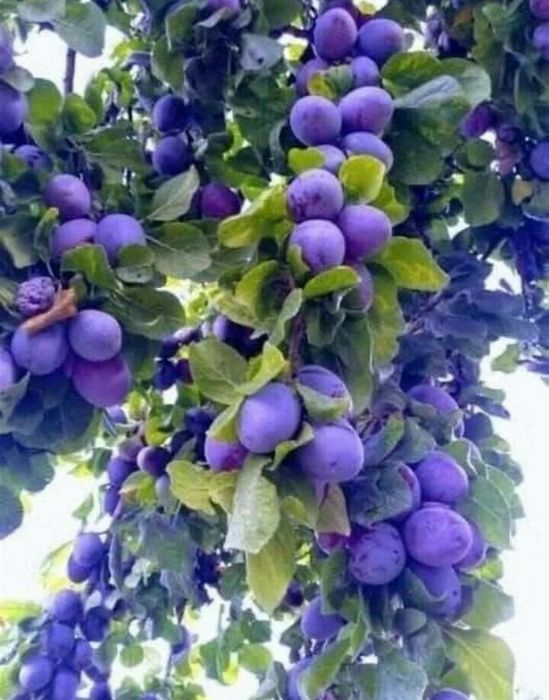 Pomi Fructiferi Columnari (Soiuri De Prun )