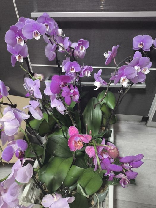 Орхидеи разноцветные на подарки
