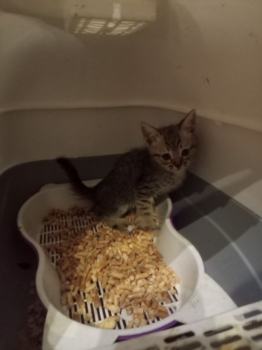 Одам в добрые руки котёнка мальчик
