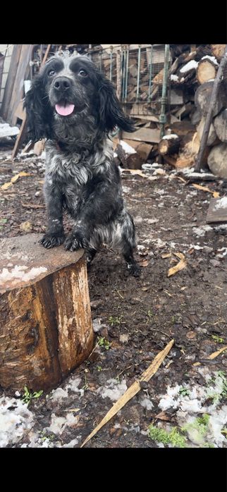 Спаниель мальчик и девочка !