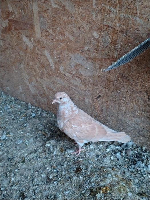 Porumbei pescăruși și tipleri