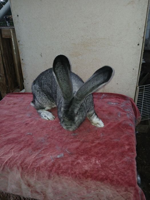 Iepuri uriaș german