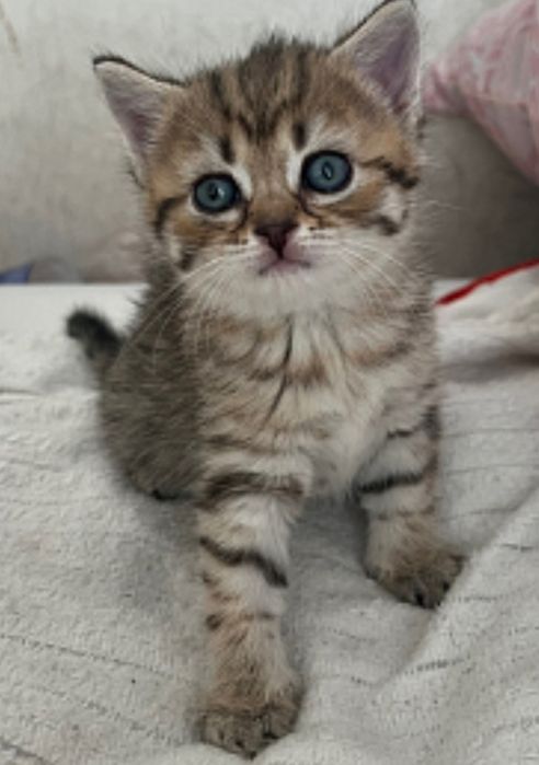 котята, девочки вискас золото