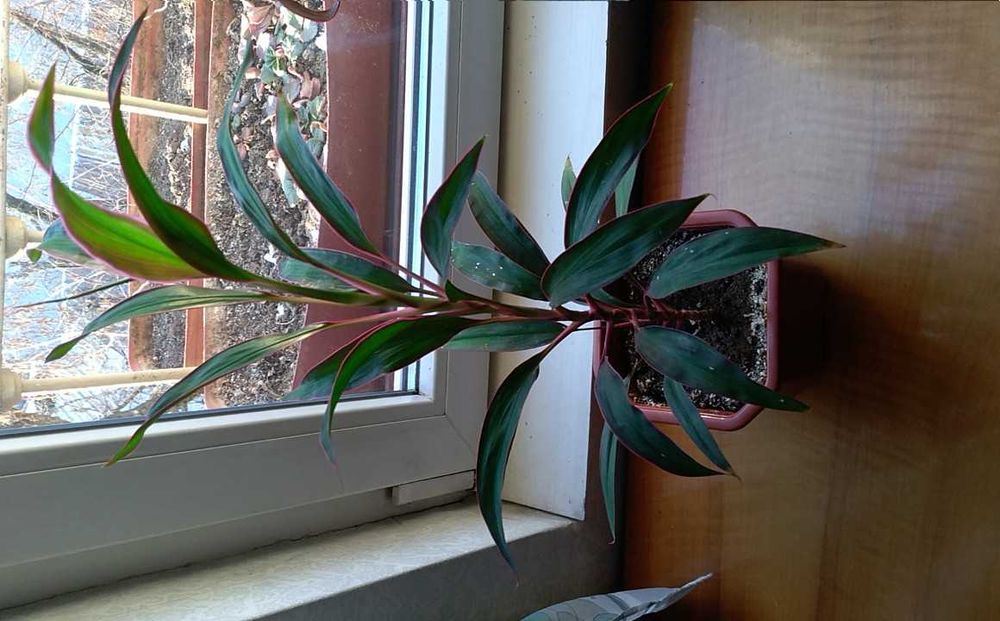 Цветя- Корделина апикална