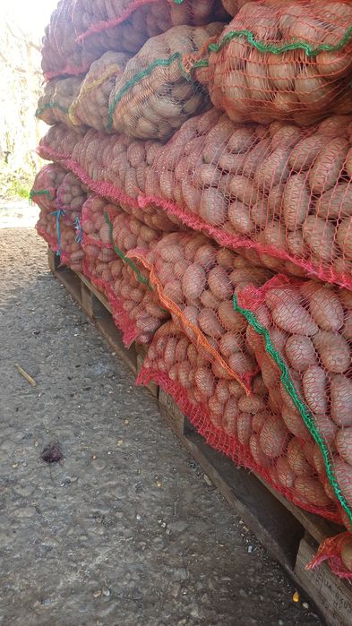 Cartofi de consum și sămânță