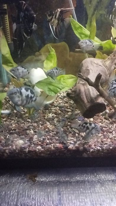 Продается сапфировый попугай Панда оптом.