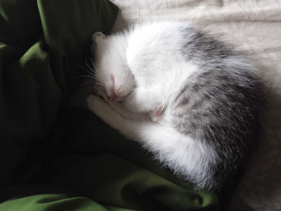 Adoptați-mă, sunt cuminte