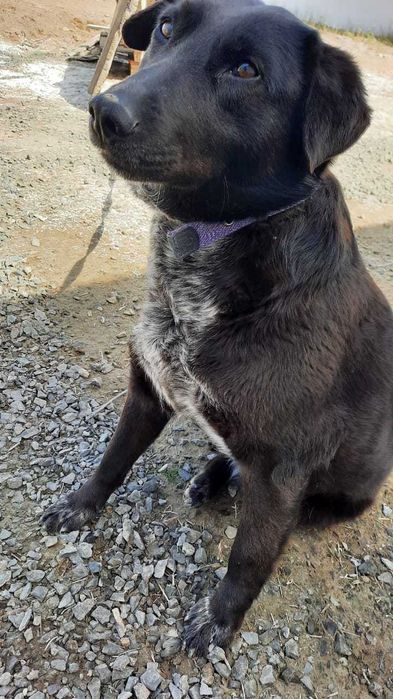 Ищем дом для собаки, любящих людей