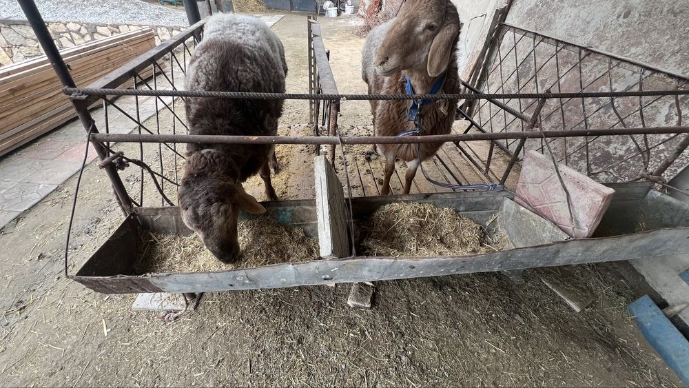 Қўчқор ва қўйлар сотилади