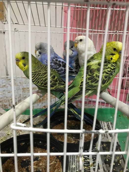 Волнистые попугаи птенцы