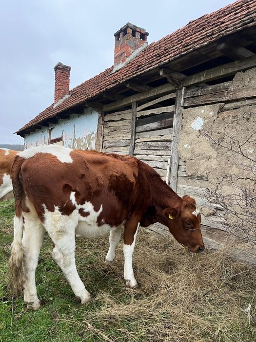 Am spre vânzare 2 vaci