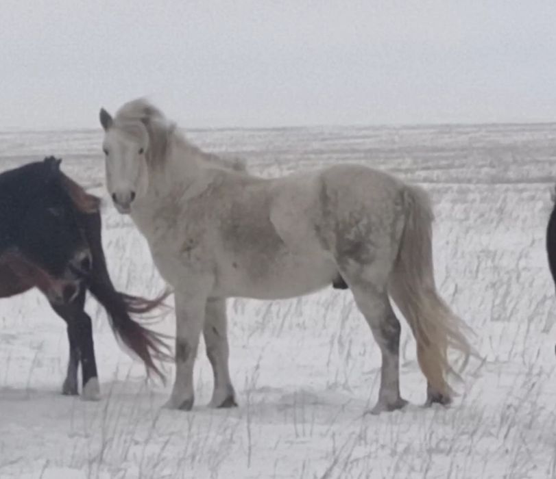 айғыр сатам үйірде жүрген