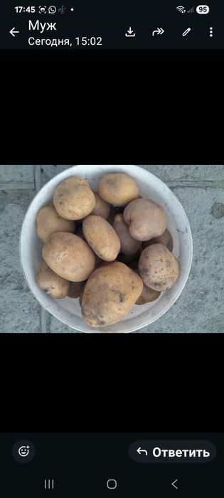 Продам картофель