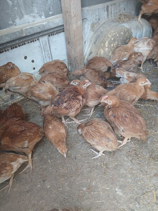 Pui de carne pui de out pui de toamna