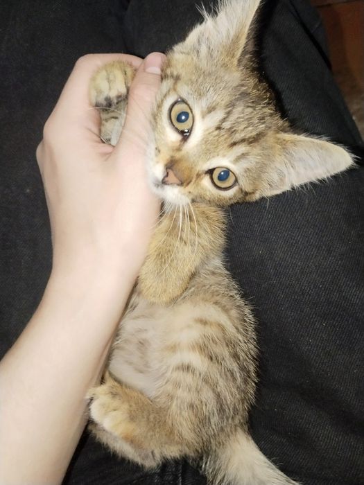 Котенок ищет дом срочно
