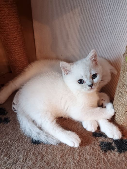 Котята окрас шиншилла