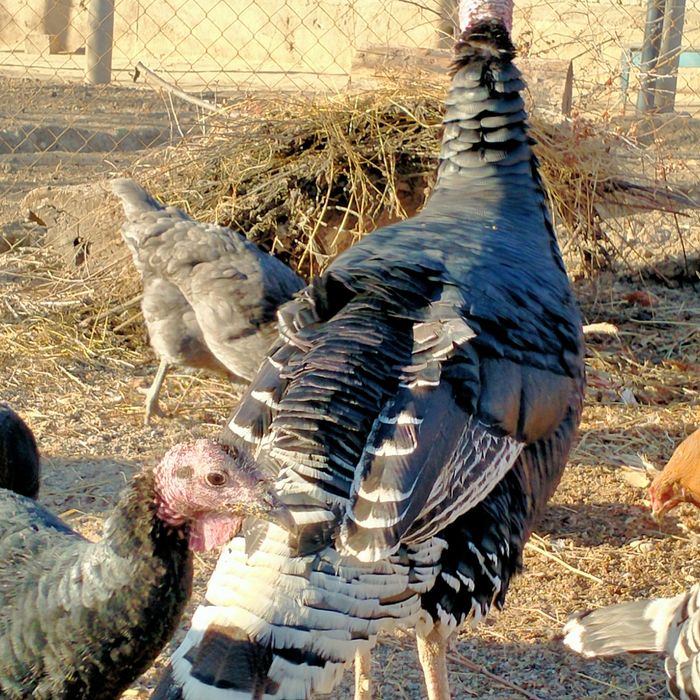 Aprelda chiqqan Kurkalar sotiladi 10 ta 300 000 dan donasi