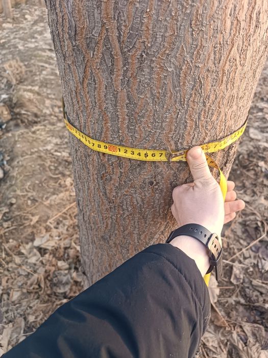 Pavloniya daraxti mebel uchun tayyor