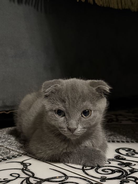 Продается шотладнский котенок