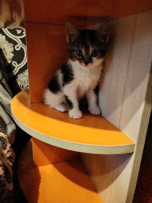 Отдам котят в добрые руки