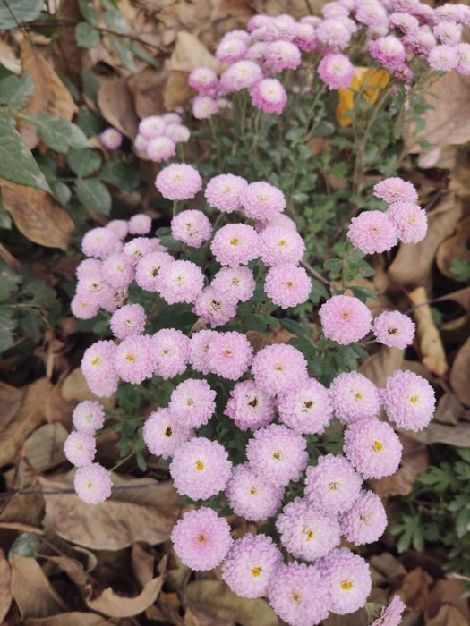 Хризантема мультифлора