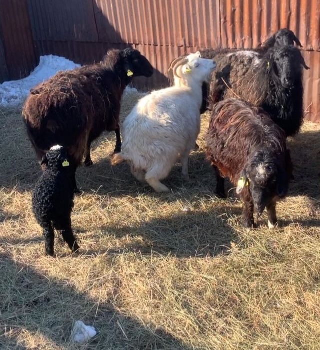 Ешкілер сатылады