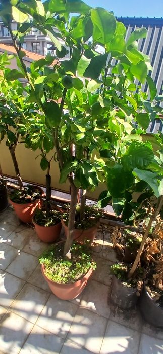 Лимонови дръвчета , дървета големи и малки разпродажба