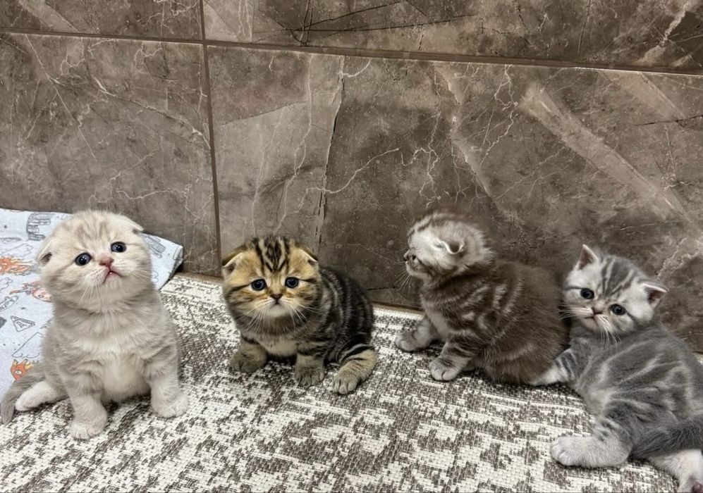 Вислоухие Ребятишки