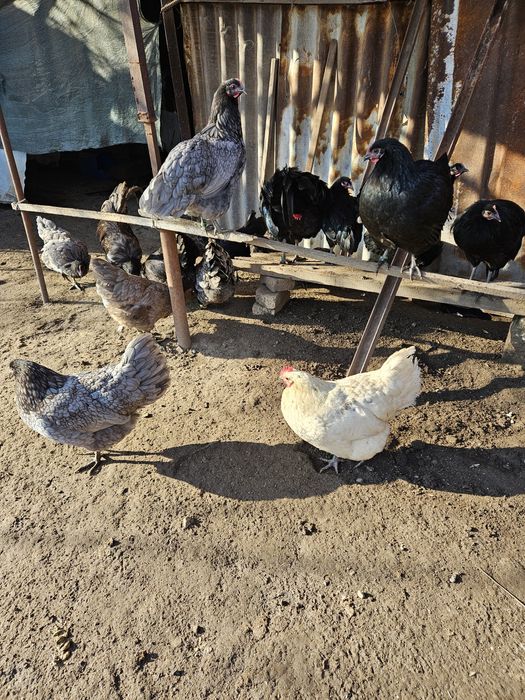 Оплодени яйца от австралорп